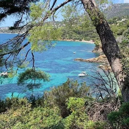 Cavaliere Au Chene Liege *